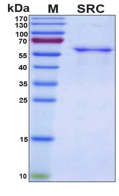 Human SRC Protein (Recombinant 6His, N-terminus)