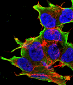 ATF4 Antibody (clone 343-26)