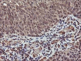 AKT1 Antibody (clone OTI4D6)