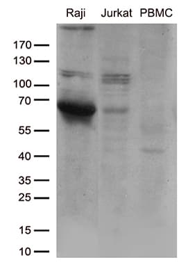 CD80 Antibody (clone OTI11G5)
