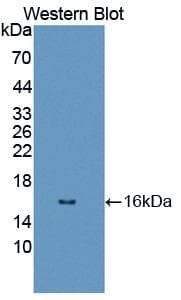 DRD1 / Dopamine Receptor D1 Antibody (aa338-446, Biotin)