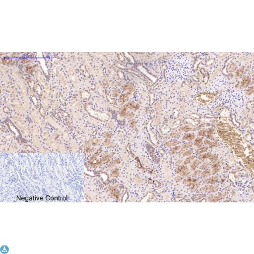 CST3 / Cystatin C Antibody