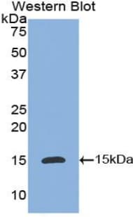 IL8 / Interleukin 8 Antibody (aa23-101, Biotin)