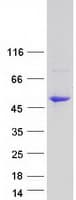 Human PTPRO Protein (Recombinant Myc-DDK (Flag))