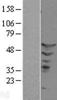 Human ETS2 Protein (Over-Expression Lysate Myc-DDK (Flag))