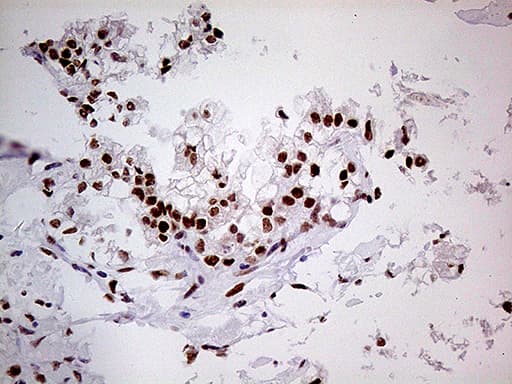 Fatso Antibody (clone OTI4A1)
