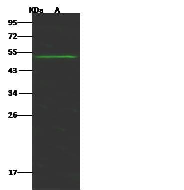 FLI1 Antibody (Preservative Free)