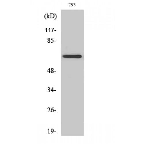 KCNA5 / Kv1.5 Antibody (230-310 aa, Internal)