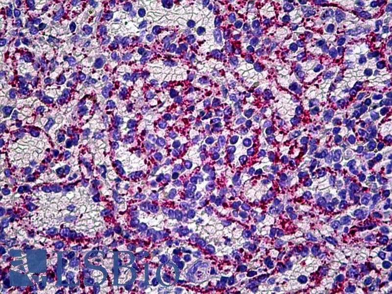 IHC-plus™ Polyclonal Sheep anti-Human VWF / Von Willebrand Factor Antibody (FITC, IHC, IF)