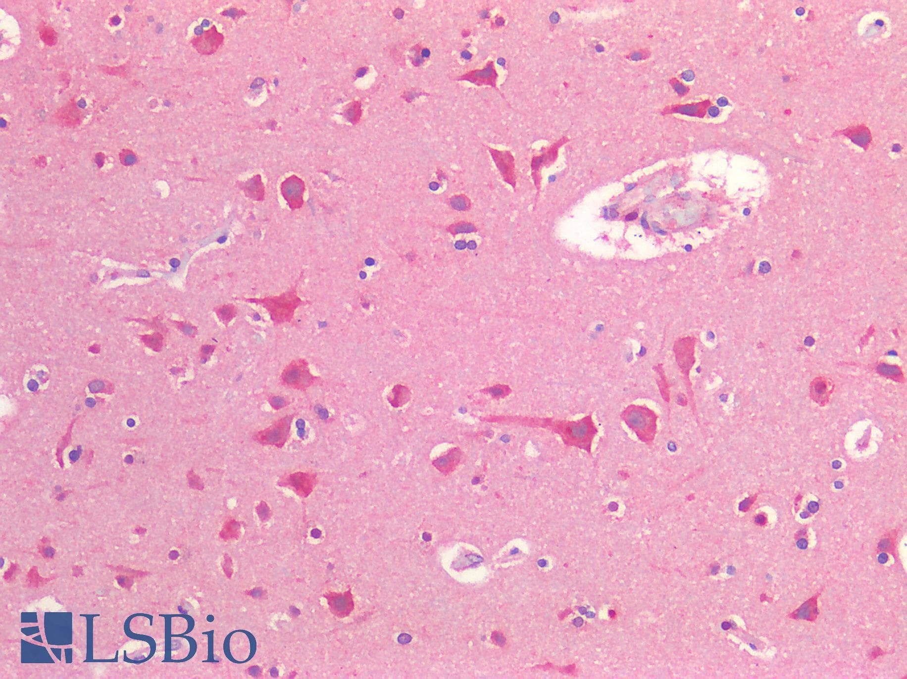 IHC-plus™ NOS1 / nNOS Antibody