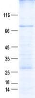 Human ACVR1B / ALK4 Protein (Recombinant GST, N-terminus + His, C-terminus)