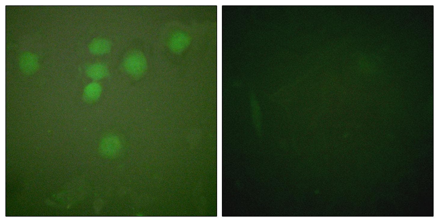 CREB1 / CREB Antibody (p142)