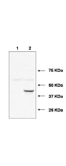 Polyclonal Rabbit anti-Human UBE2J1 Antibody (WB)