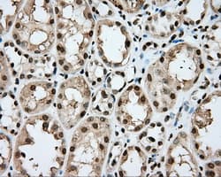 CYP1A2 Antibody (clone OTI6E2, Carrier-free)