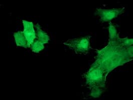HSPB7 / CvHSP Antibody (clone OTI1D11, Carrier-free)