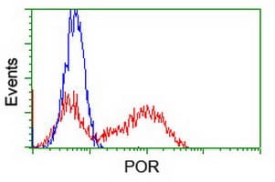 CYPOR / POR Antibody (clone OTI2E4)