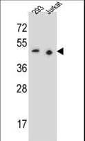 PAX9 Antibody (aa69-95)