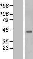 Human HTR3E / 5-HT3E Receptor Protein (Over-Expression Lysate Myc-DDK (Flag))