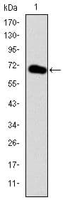 GATA5 Antibody (clone 1B11)