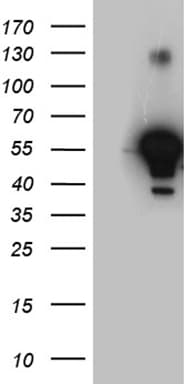 ALDH7A1 Antibody (clone OTI1A9, Carrier-free)