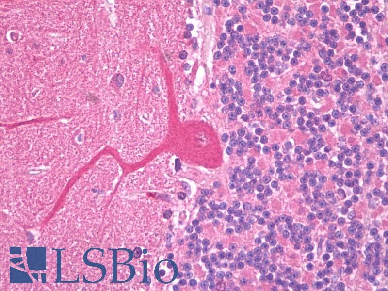 SLC38A1 / NaT2 Antibody (aa1-63, clone S104-32, Biotin)