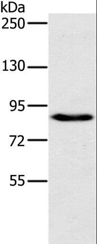Polyclonal Rabbit anti-Human PLEKHG6 Antibody (IHC, WB)