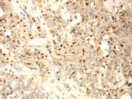 XAF1 Antibody (C-Terminus)