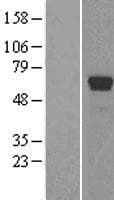 TDG / Thymine DNA Glycosylase Protein (Over-Expression Lysate Myc-DDK (Flag))