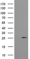 CMPK / CMPK1 Antibody (clone OTI1H8)