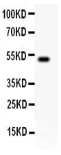 IL18 Antibody (aa36-192)