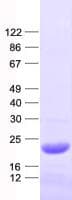 Human COPS8 / COP9 Protein (Recombinant His, N-Terminal)