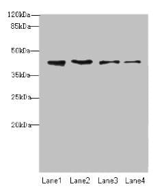 NUP43 Antibody