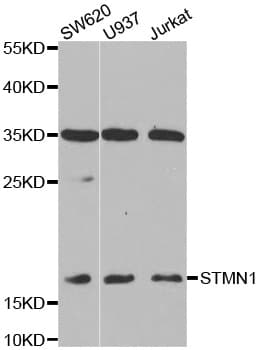 STMN1 / Stathmin / LAG Antibody
