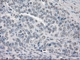PPP5C Antibody (clone OTI4G8, Carrier-free)