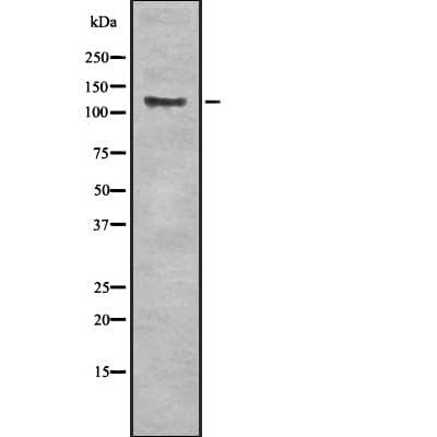 CD163 Antibody