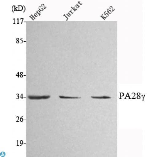 PSME3 Antibody
