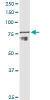 ADAM11 Antibody (clone 3D4)