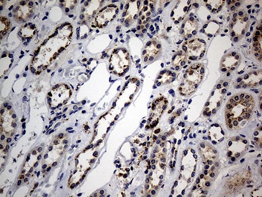 NAGA Antibody (clone OTI3A4, Carrier-free)