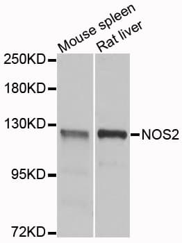 NOS2 / iNOS Antibody