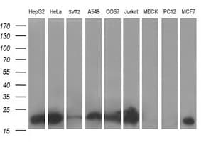 BID Antibody (clone OTI3E9)