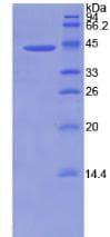 Human BMP2 Protein (Recombinant His-GST)