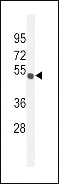 C15orf27 Antibody (aa503-531)