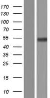 Human SERINC2 Protein (Over-Expression Lysate Myc-DDK (Flag))