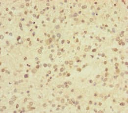 USP2 Antibody