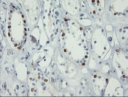 FOXI1 Antibody (aa111-350, clone OTI2C1, Carrier-free)