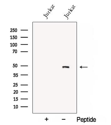 CRACR2A / EFCAB4B Antibody