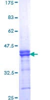 Human GAK Protein (Recombinant GST, N-terminus)