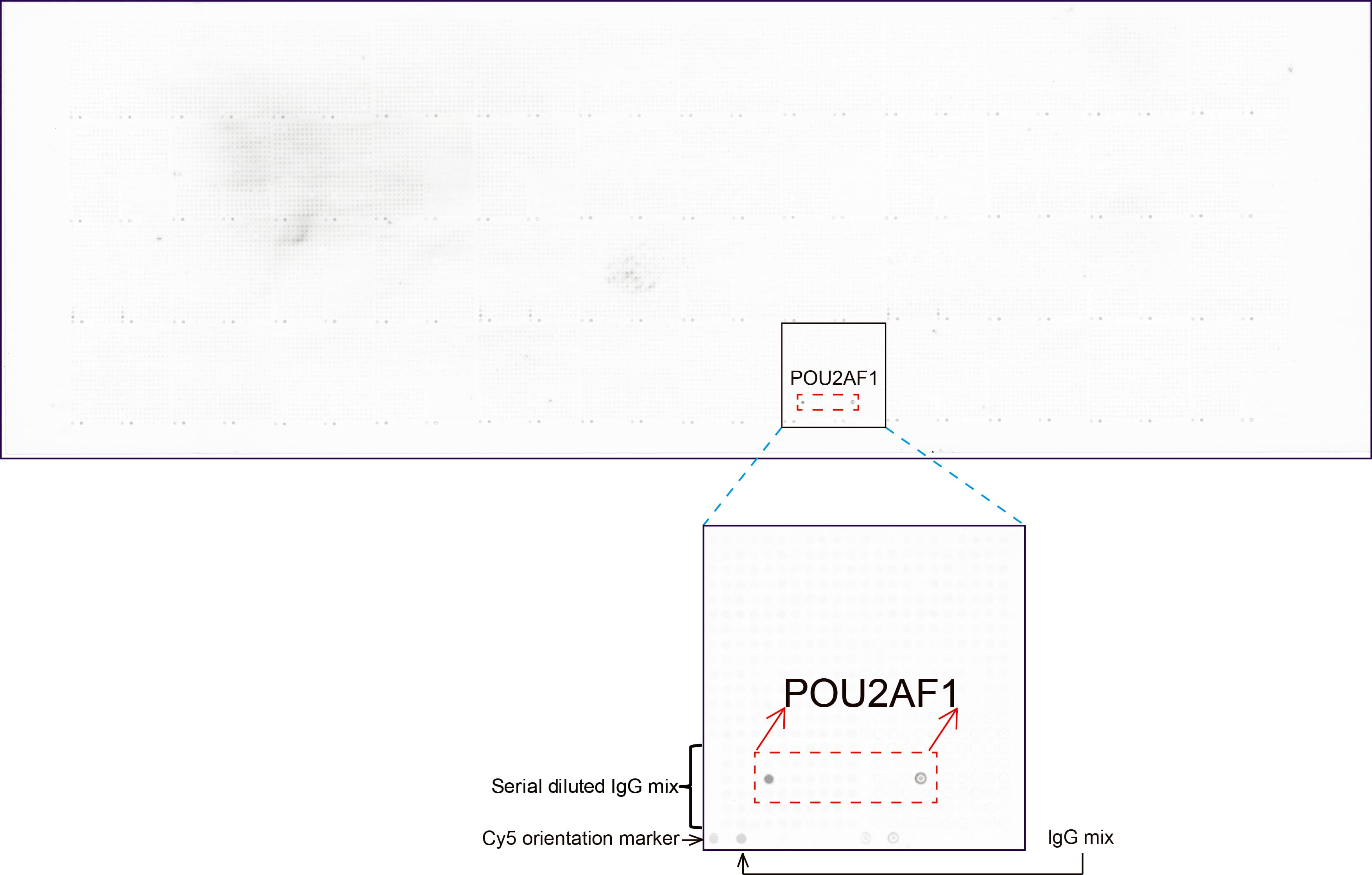 Monoclonal Mouse anti-Human POU2AF1 / BOB1 Antibody (clone UMAB219, IHC)