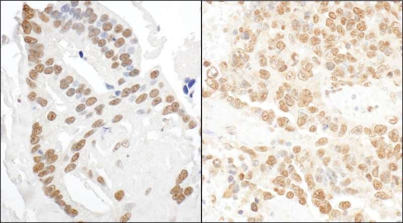 DDX27 Antibody (aa700-750)