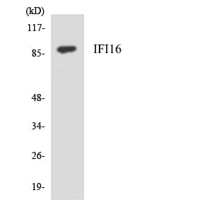 IFI16 Antibody (aa723-772)